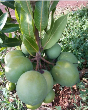 Fores Garden's Moovandan mango