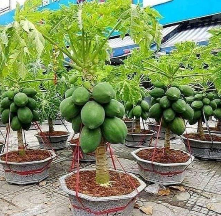 Papaya Plant