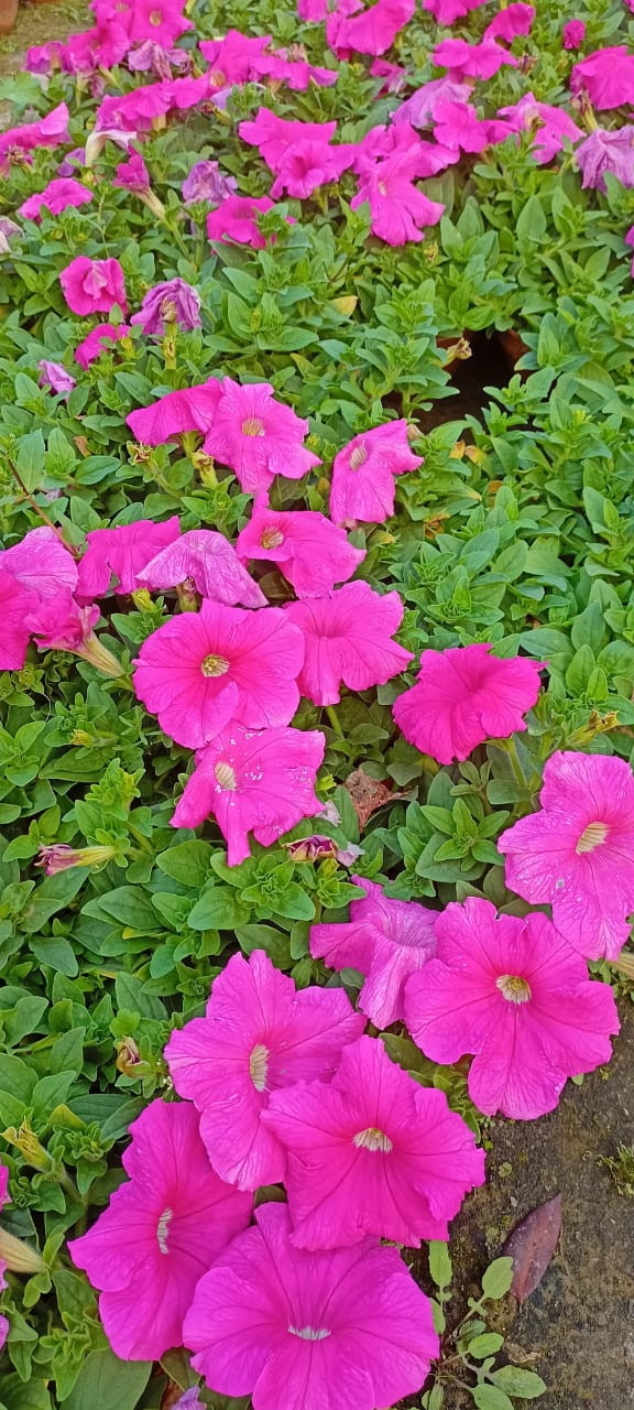 Petunia Mix Color Flower