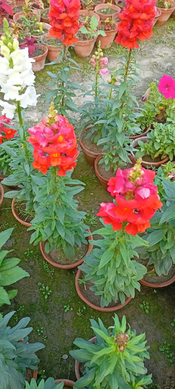 Snapdragon Plant