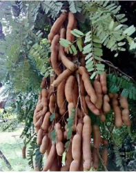 Tamarind