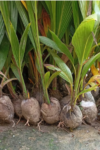 Coconut Plant