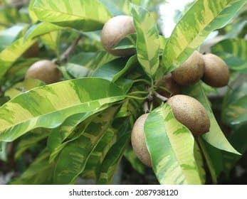 Sweet Pouteria Sapota Plant