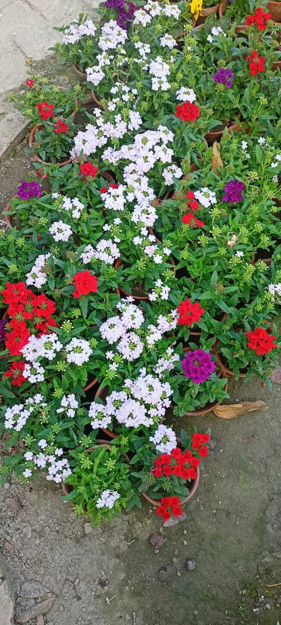 Garden verbena