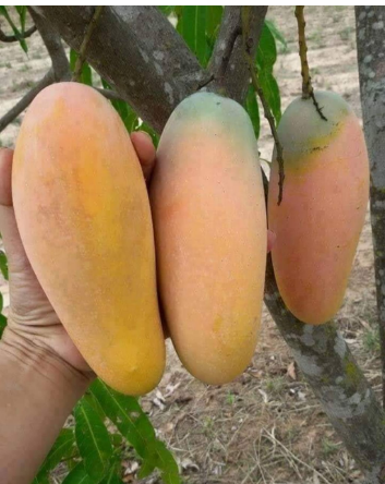 Mango Thai