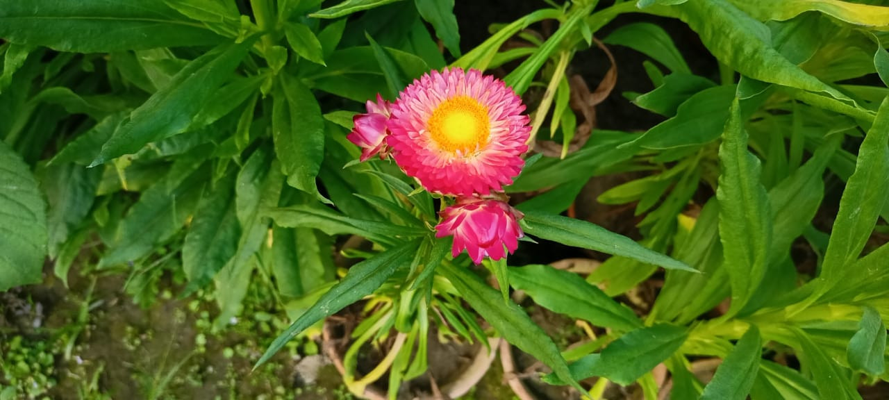 Strawflower Plant