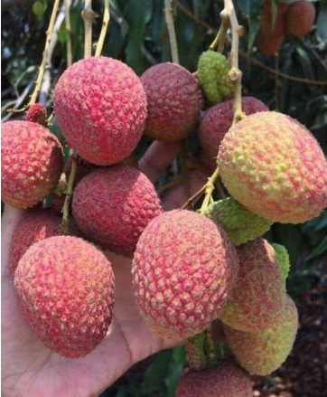 LITCHI