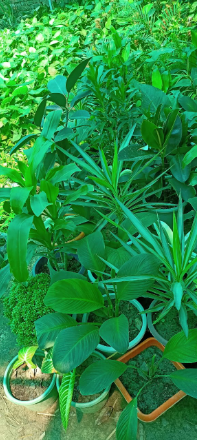 Sandalwood Plants