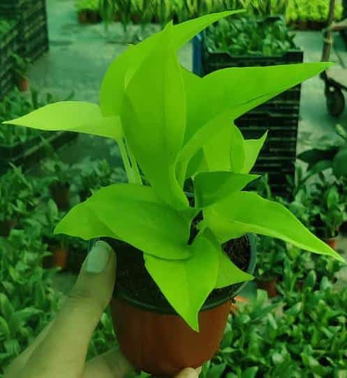 POTHOS (GOLDEN MONEY PLANT)