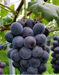 Eco Ocean Grapes Plant