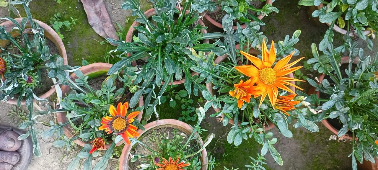 Gazania rigens Plant