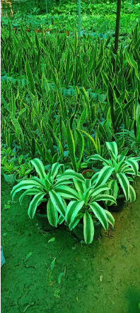 Tongue Snake Plant