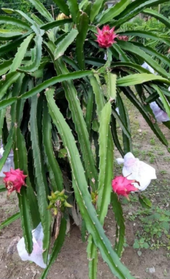 DRAGON FRUIT