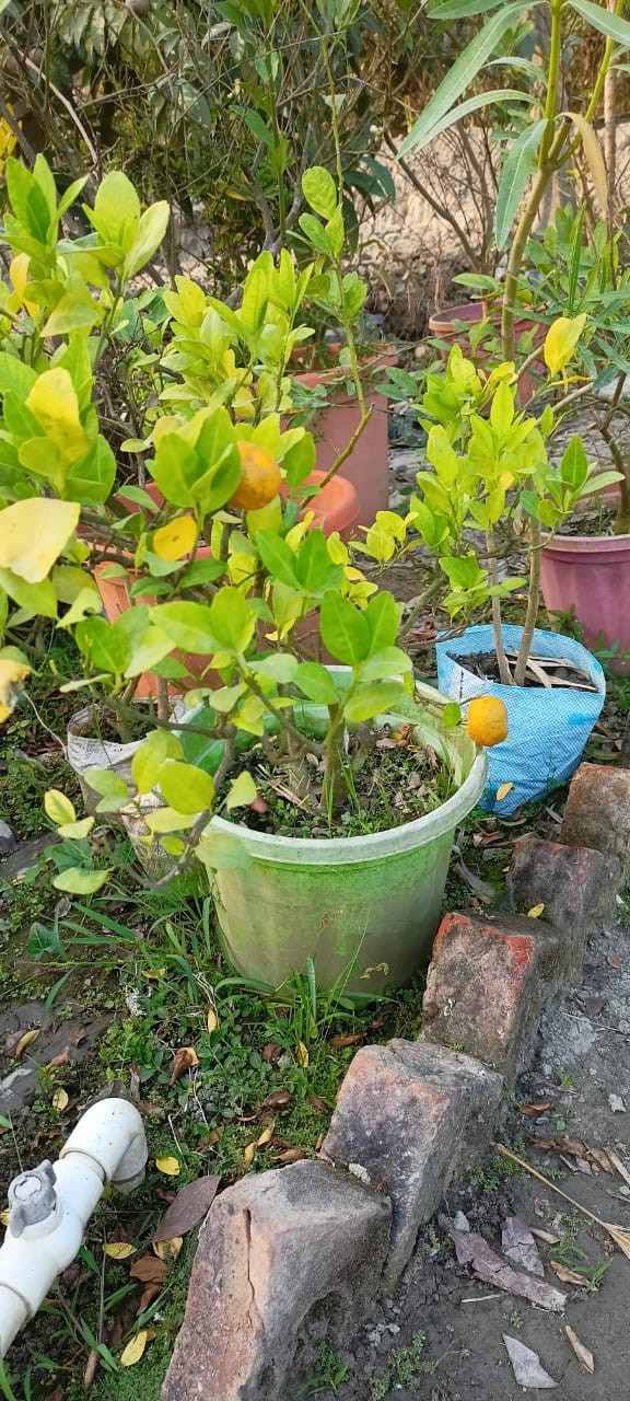 Lemon plant