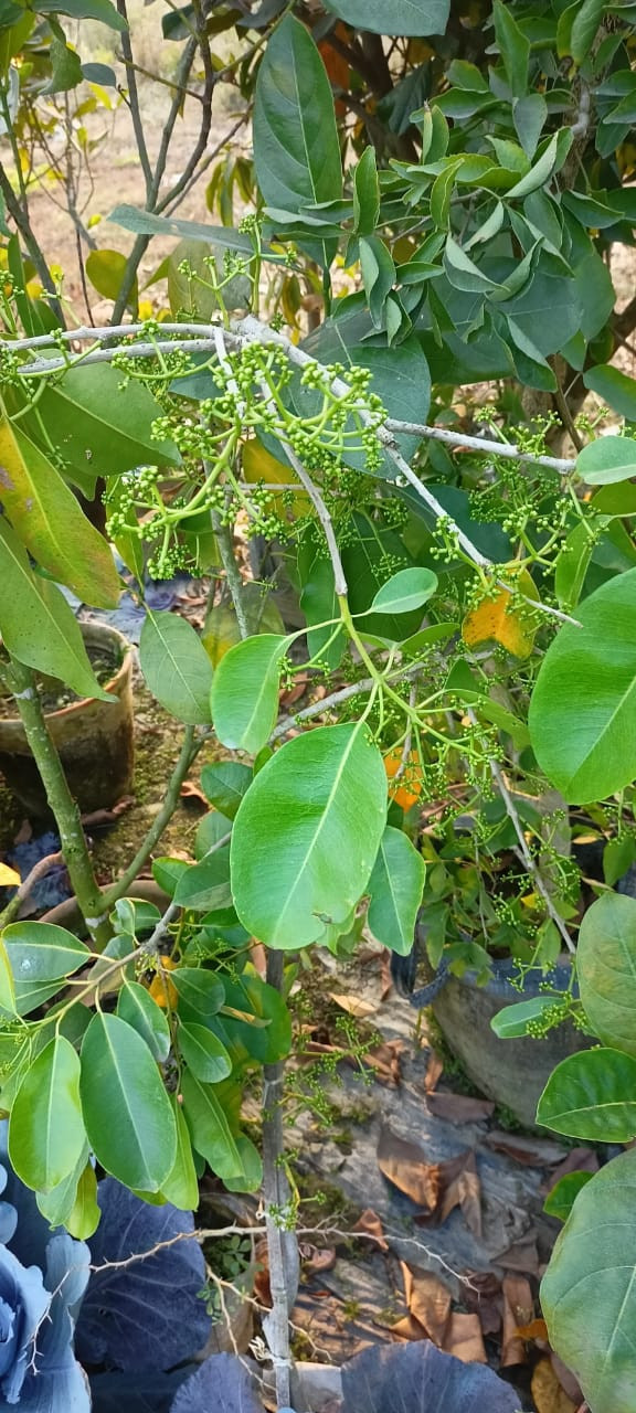 Minitree Jamun Plant