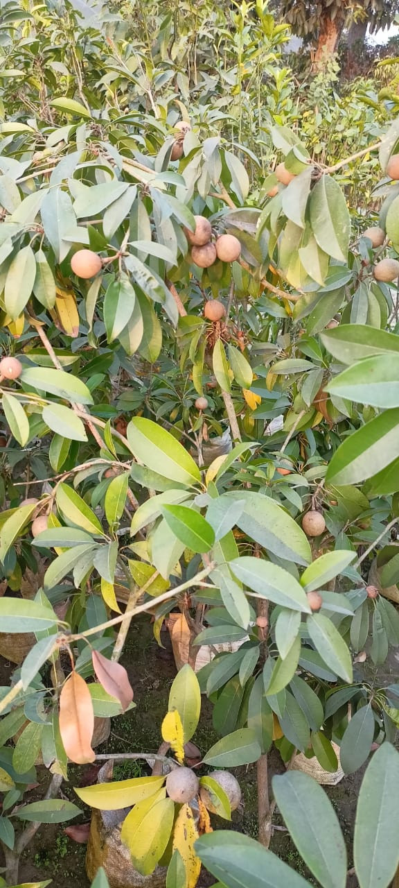 Sapota Chikoo Manilkara Zapota Fragnant Hybrid Plants Garden Plant