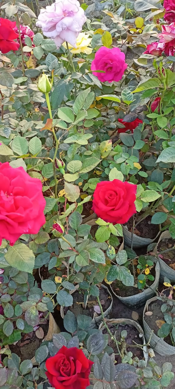 Red Climbing Rose