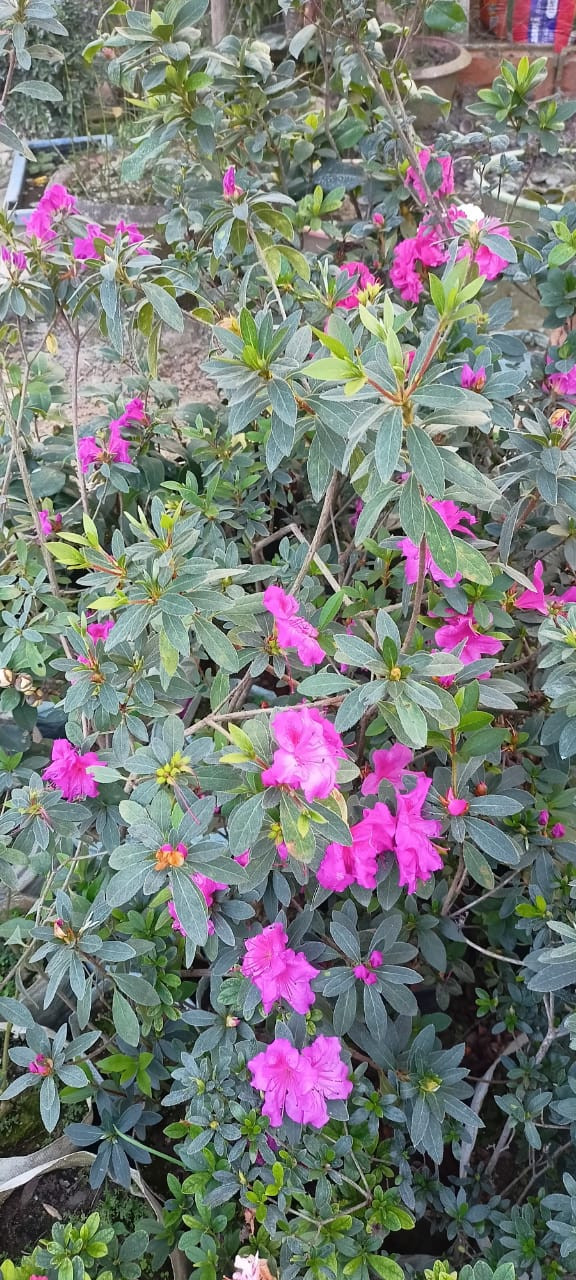 Green Horizon Azalea flower Plant