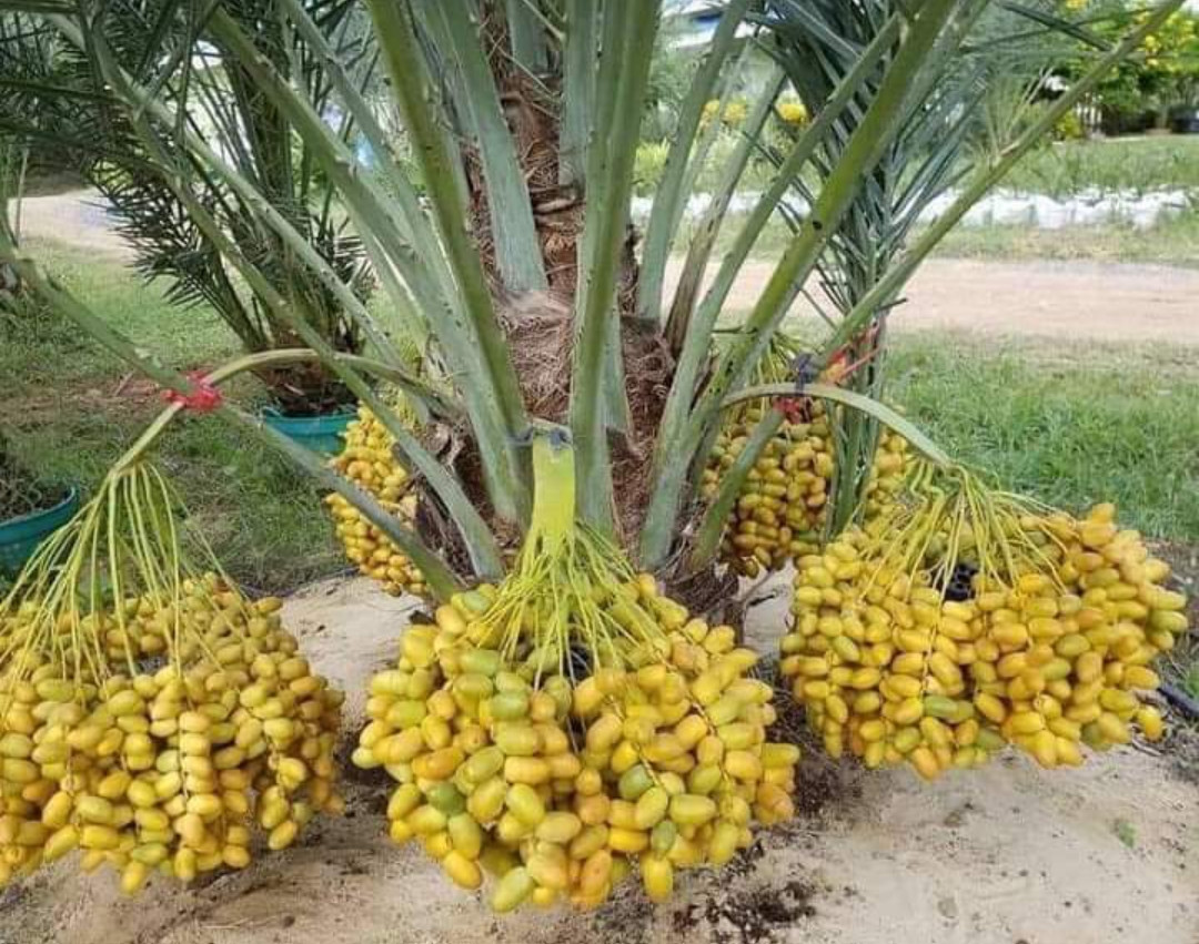 Date Palm