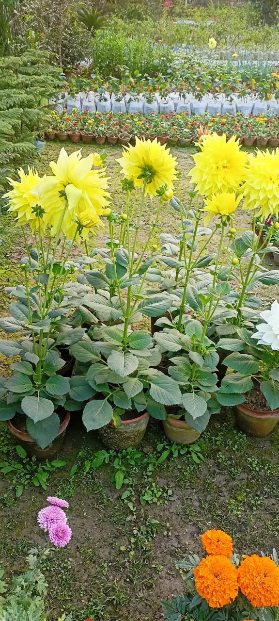 Dahlia Flower