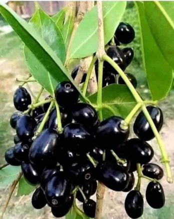 Jamun Plant