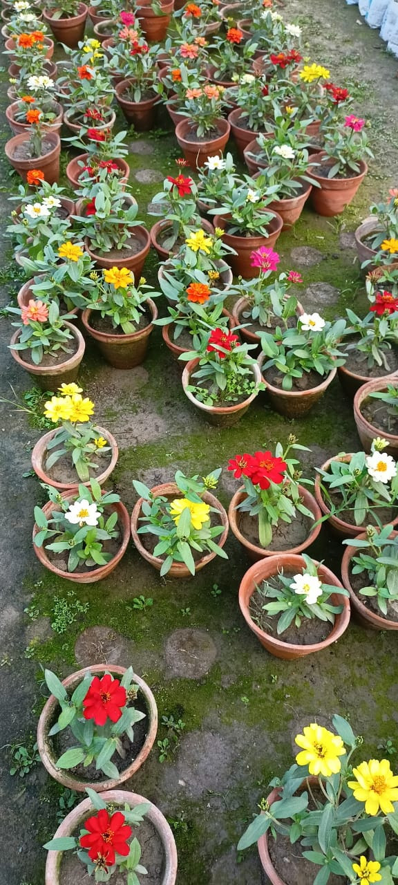 Zinnia elegans plant