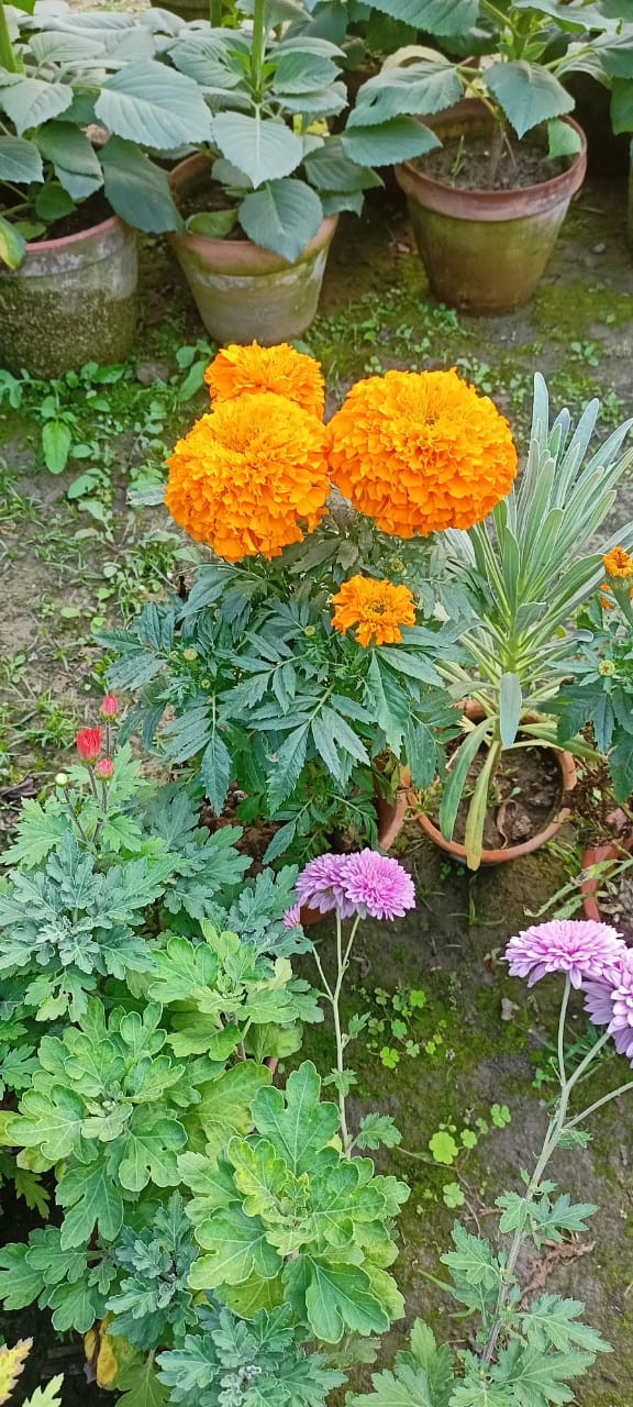 MorningVale Marigold Plant