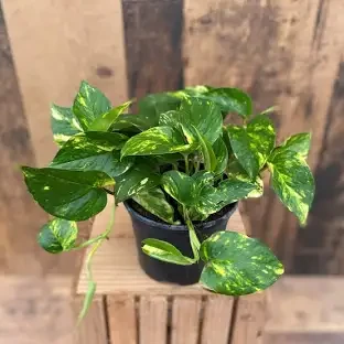 Golden Pothos Plant