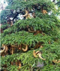 Green Tamarind Plant