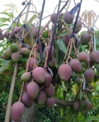 Black Mango Fruit