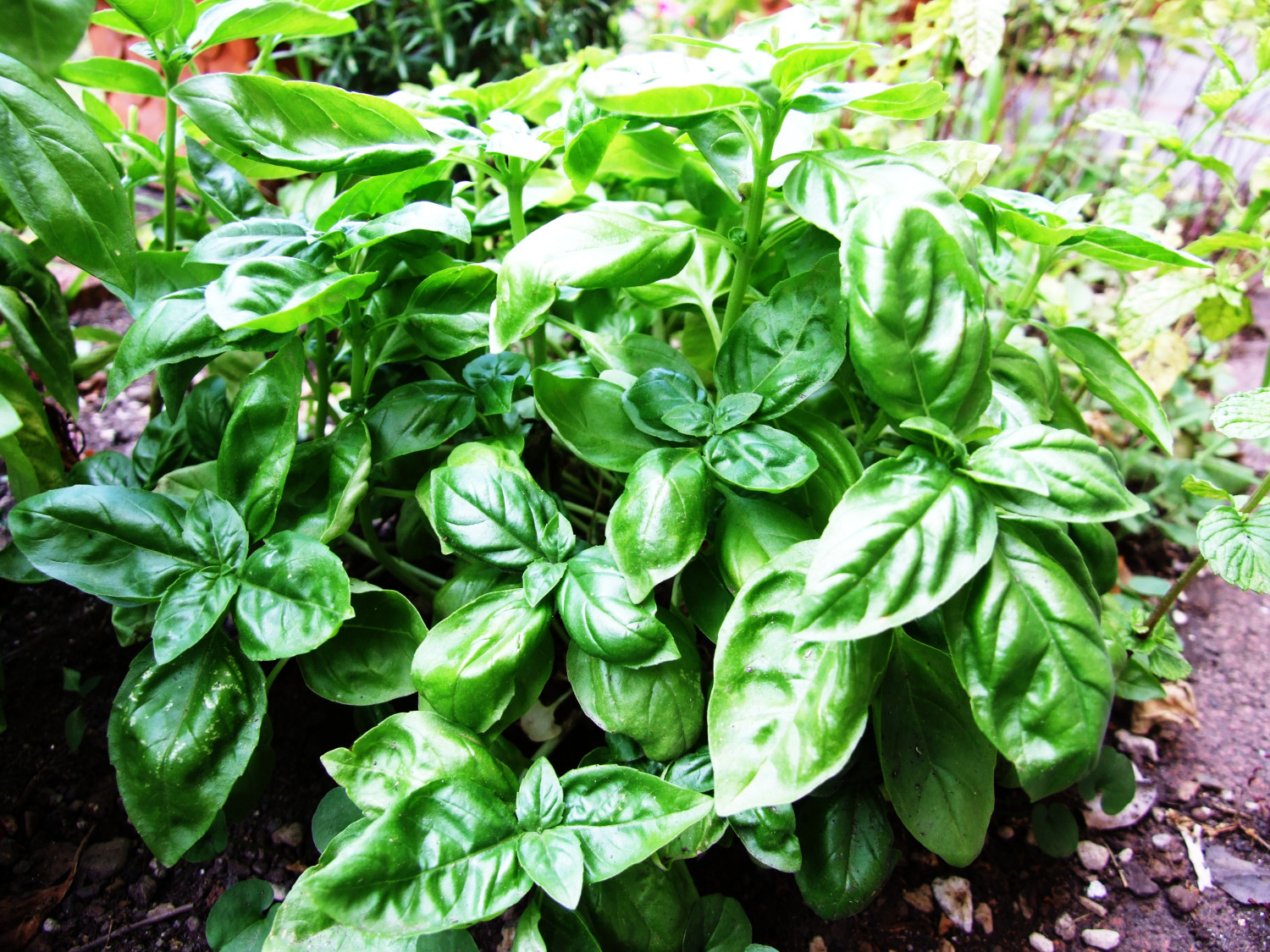 Basil Herb