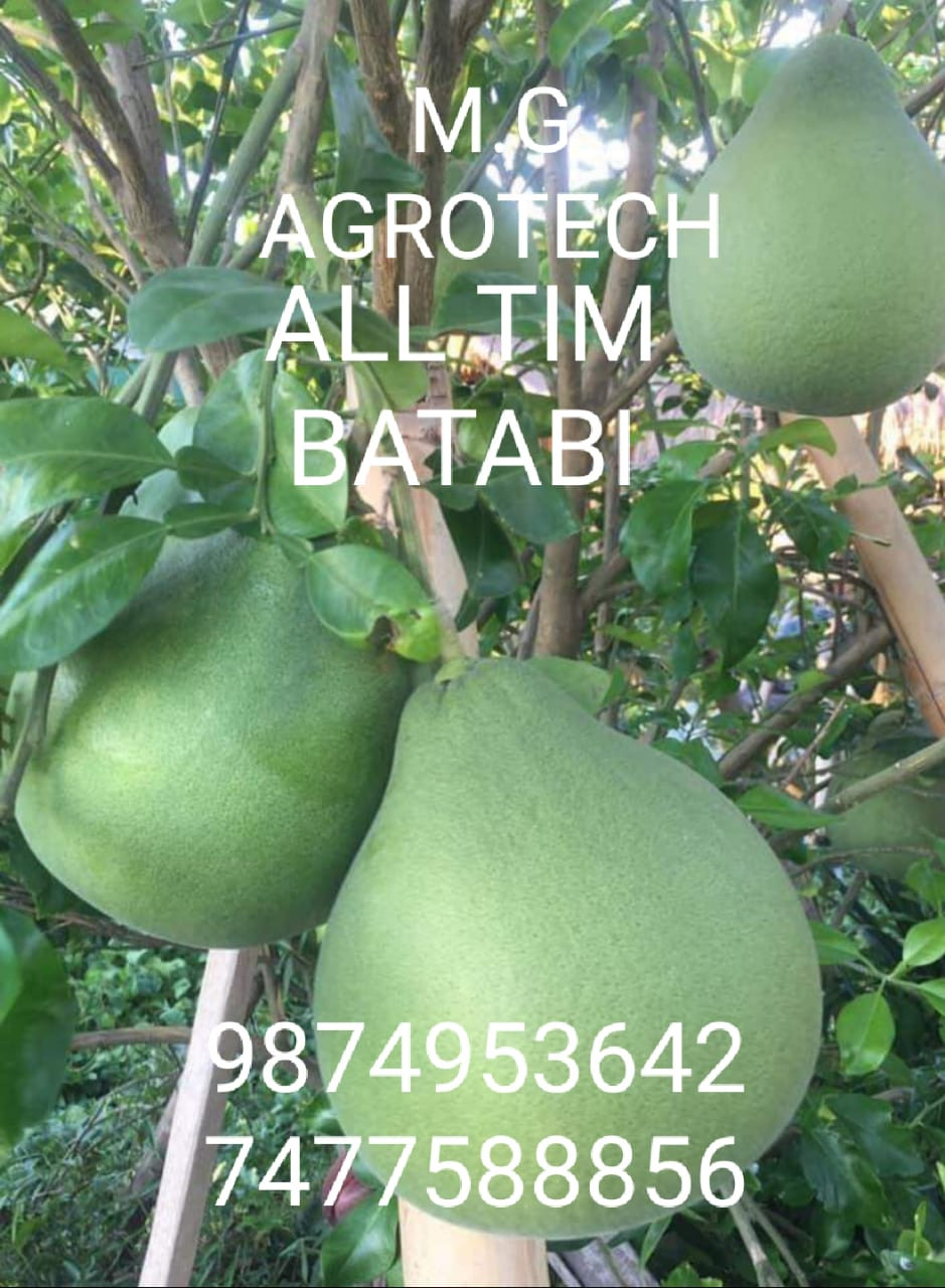 Redwingz Pomelo Batawi-nimbu Citrus Giant Batapi Live Plant