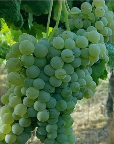 Grapes