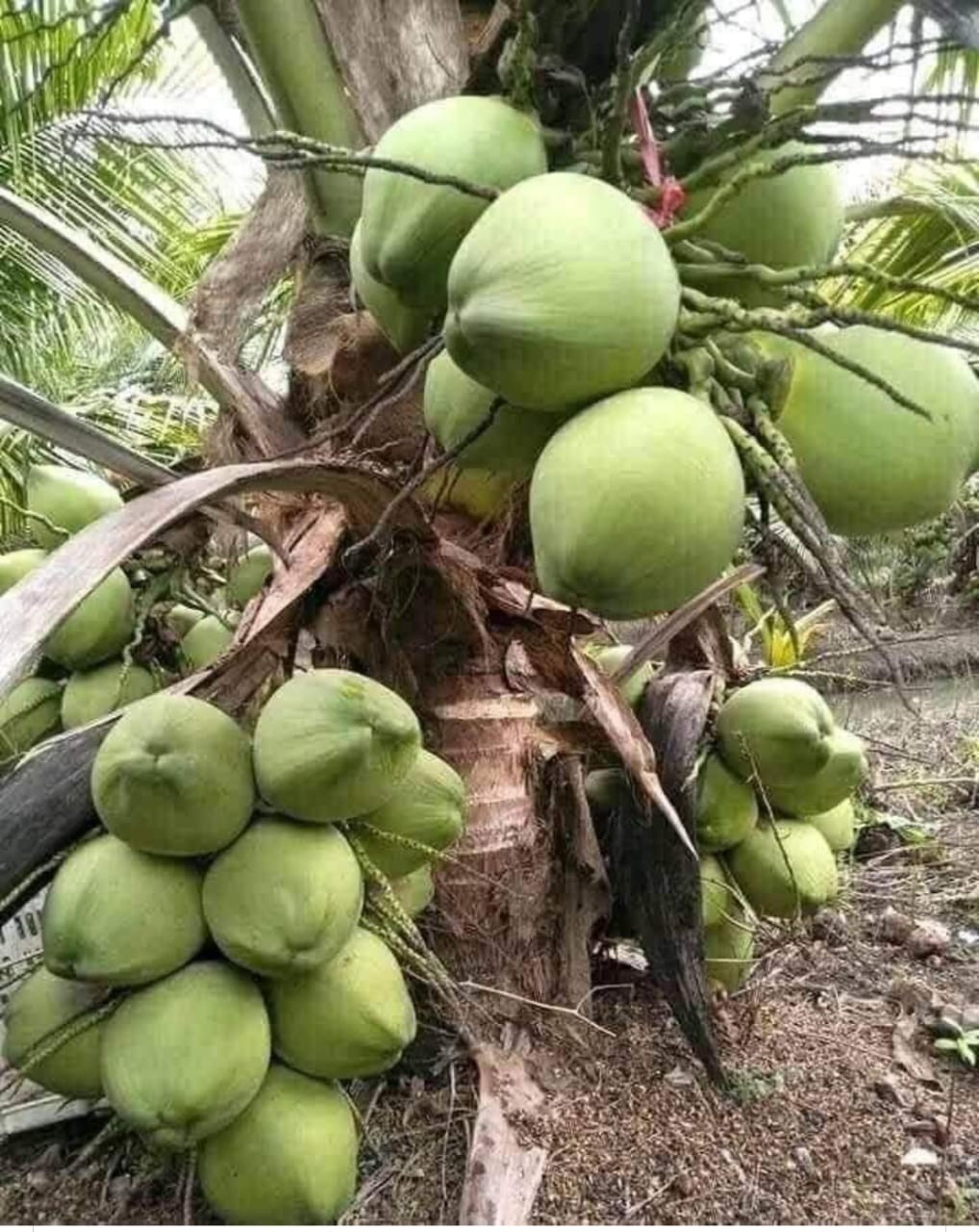 Malaysian Dwarf Hybride Coconut Plant