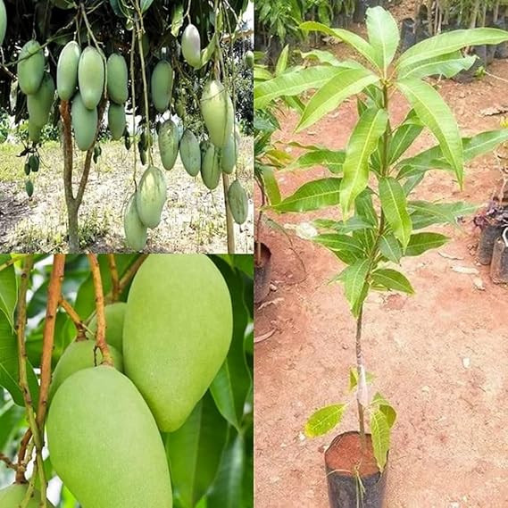 Sweet katimon Mango Plant