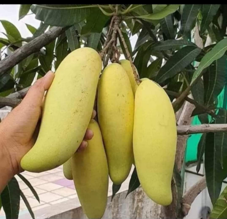 Yellow Banana Mango